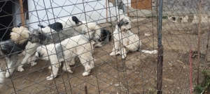 Catele Ciobanesc Romanesc carpatin - imagine 2