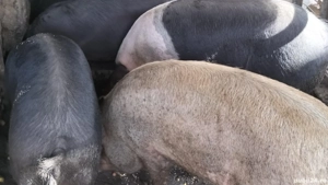 Vînd porci  - imagine 2