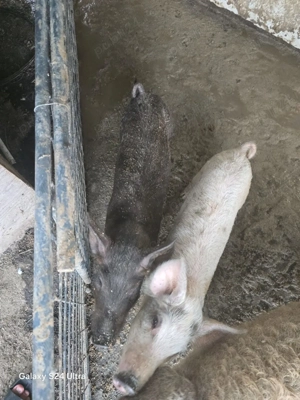 Vând purcei 300bucata negociabil!