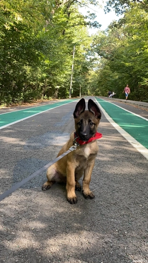 Ciobănesc Belgian Malinois