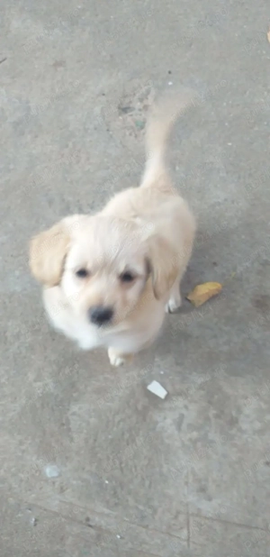 Catelusi gratis - imagine 2 Catelusi gratis - imagine 2