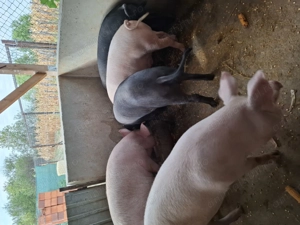 Porci grași  - imagine 3