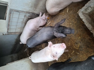 Porci grași  - imagine 2