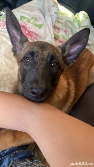 Cățeluși Belgian Malinois caută proprietari responsabili - imagine 3