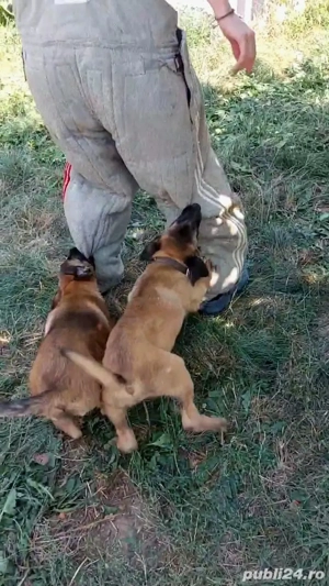 Cățeluși Belgian Malinois caută proprietari responsabili - imagine 4