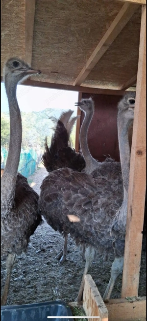 Vând struți   10 luni - imagine 4