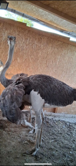 Vând struți   10 luni - imagine 3