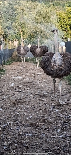 Vând struți   10 luni - imagine 2