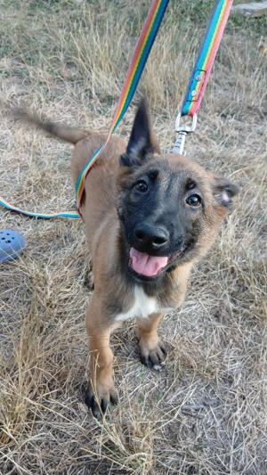 Ciobănesc Belgian Malinois