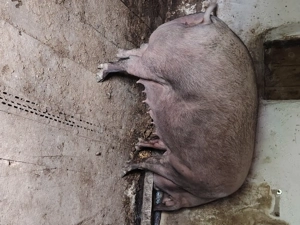 Vand scroafa gestanta 