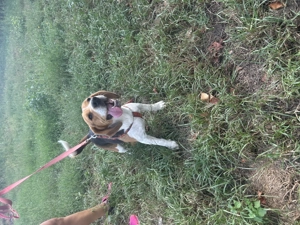 Femela Beagle tricolor cu cip și carnet de sănătate. - imagine 3