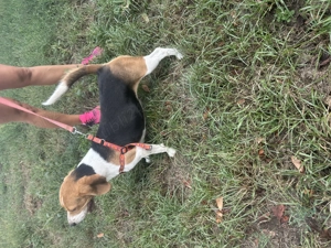 Femela Beagle tricolor cu cip și carnet de sănătate. - imagine 2