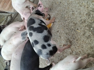 Purcei de vînzare  - imagine 2