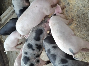 Purcei de vînzare  - imagine 3