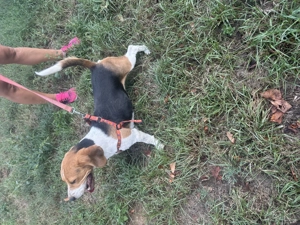 Femela Beagle tricolor cu cip și carnet de sănătate. - imagine 4