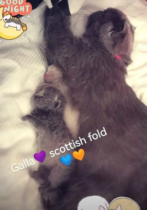 Pui de pisica scottish fold straight gri sau scottish bej lila