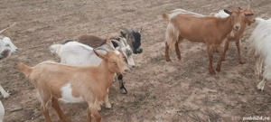 vând urgent  iezii  - imagine 2