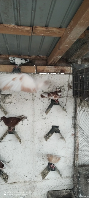 Vând porumbei - imagine 3