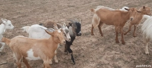 vând urgent  iezii  - imagine 3