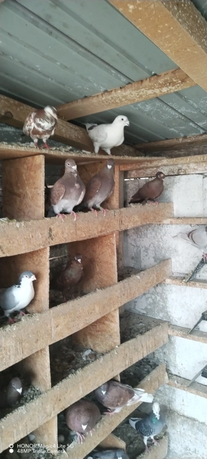 Vând porumbei - imagine 2