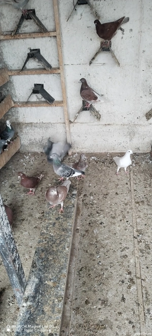 Vând porumbei - imagine 4