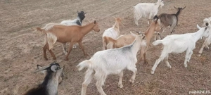 vând urgent  iezii  - imagine 4