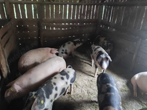 Vand porci grasi pentru tăiat 