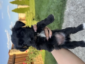 Bichoni Havanezi  - imagine 2 Bichoni Havanezi  - imagine 2