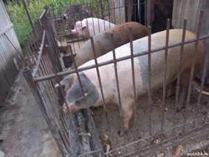 vand porc  - imagine 2