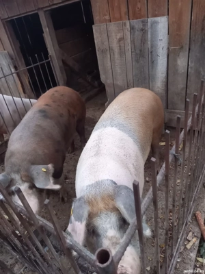 vand porc  - imagine 3