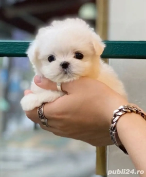 Bichon mini toy - imagine 2