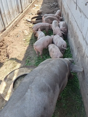 Vând purcei rasa landras cu pietrain  - imagine 3