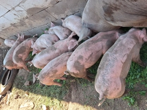 Vând purcei rasa landras cu pietrain 