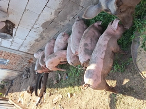 Vând purcei rasa landras cu pietrain  - imagine 5