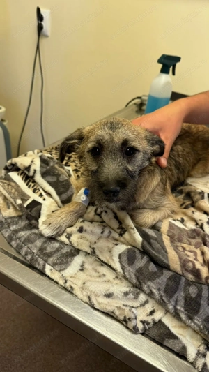 Catelusa 5 6 7 luni, 4.7kg care a invins parvoviroza.