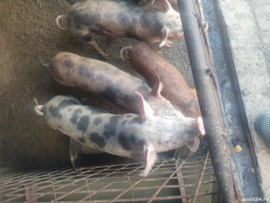 Purcei de vanzare - imagine 2 Purcei de vanzare - imagine 2