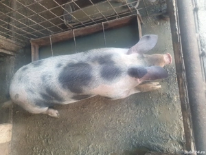 Purcei de vanzare - imagine 3 Purcei de vanzare - imagine 3