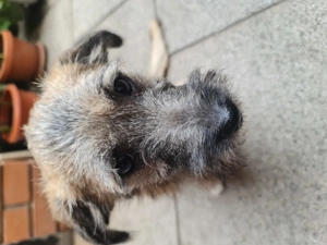 Catelusa 5 6 7 luni, 4.7kg care a invins parvoviroza. - imagine 3