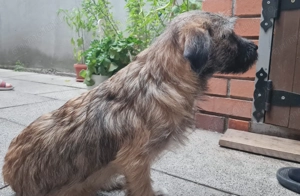 Catelusa 5 6 7 luni, 4.7kg care a invins parvoviroza. - imagine 2