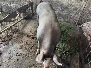 Vier de vânzare rasa de carne  - imagine 3 Vier de vânzare rasa de carne  - imagine 3