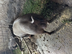 Vier de vânzare rasa de carne  - imagine 2 Vier de vânzare rasa de carne  - imagine 2