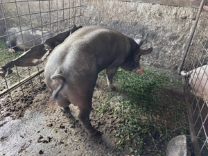 Vier de vânzare rasa de carne 