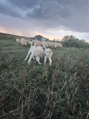 Vând cățelușe dr ciobănesc Bălan!