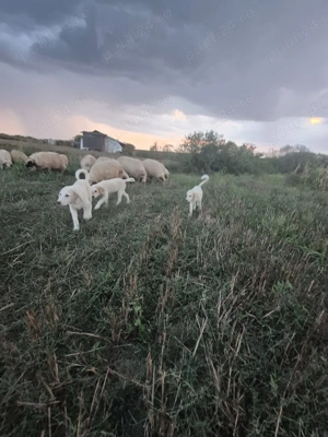 Vând cățelușe dr ciobănesc Bălan! - imagine 2 Vând cățelușe dr ciobănesc Bălan! - imagine 2
