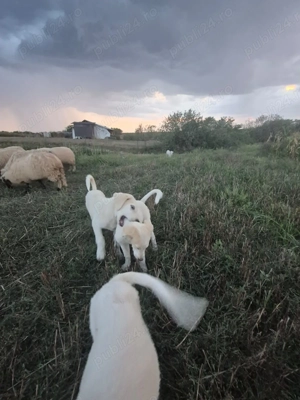 Vând cățelușe dr ciobănesc Bălan! - imagine 3 Vând cățelușe dr ciobănesc Bălan! - imagine 3