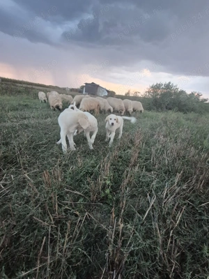 Vând cățelușe dr ciobănesc Bălan! - imagine 4 Vând cățelușe dr ciobănesc Bălan! - imagine 4