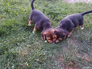 Catei beagle la pachet 