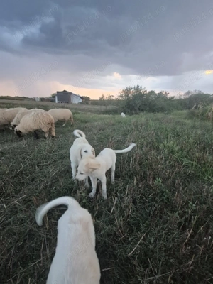 Vând cățelușe dr ciobănesc Bălan! - imagine 5 Vând cățelușe dr ciobănesc Bălan! - imagine 5