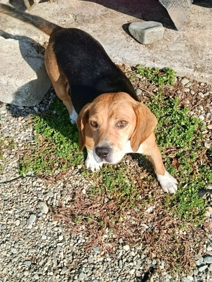 Catei beagle la pachet  - imagine 2