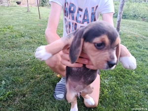 Catei beagle la pachet  - imagine 3